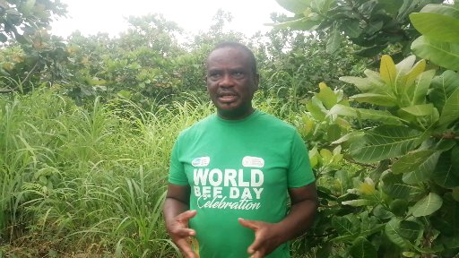 Richard Okoe in a cashew farm